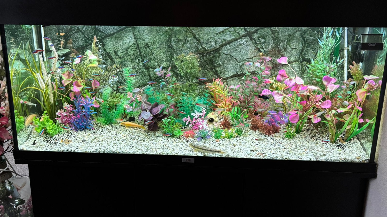 Juwel aquarium 120x50x40, Ophalen, Juwel, Inclusief toebehoren, Gevuld zoetwateraquarium
