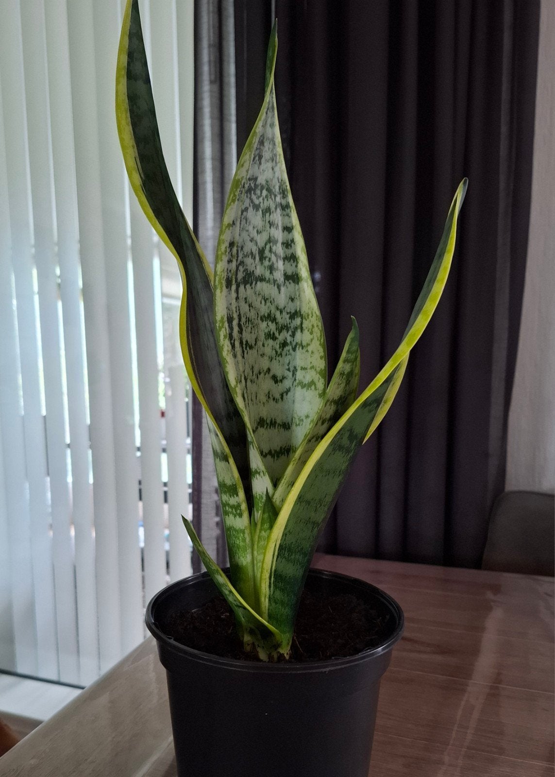Sansevieria Trifasciata Laurentii - Vrouwentong, Ophalen, Overige soorten, Halfschaduw, In pot
