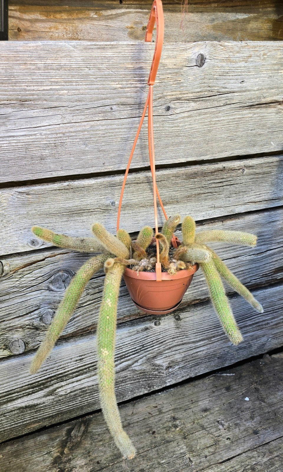 Gouden Rattenstaartcactus in hangpot, Ophalen of Verzenden, Halfschaduw, Minder dan 100 cm