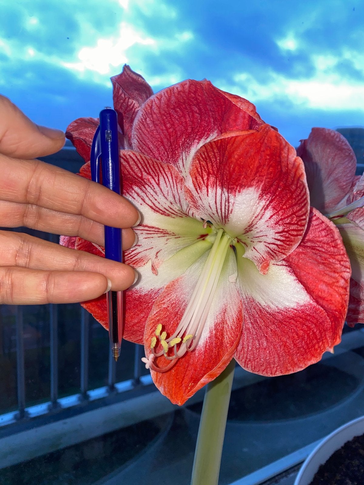 Prachtige Amaryllis bollen (Hippeastrum) zonder pot, Overige soorten, Volle zon, Vaste plant, Ophalen of Verzenden