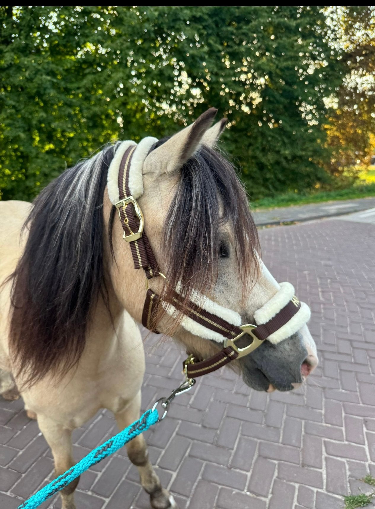 Palomino ruin kinderpony beleerd voor de wagen, Dieren en Toebehoren, Pony's, Ruin, Zadelmak, B pony (1.17m tot 1.27m), Recreatiepony