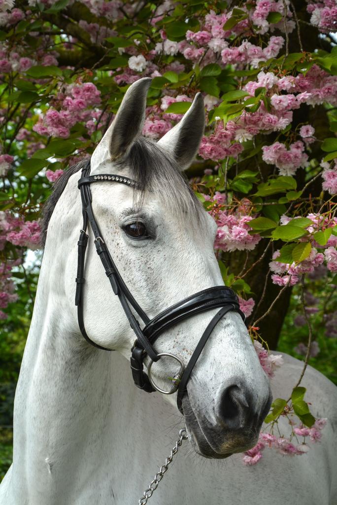 Lieve spaanse merrie!, Dieren en Toebehoren, Paarden, L, 160 tot 165 cm, 11 jaar of ouder, Recreatiepaard