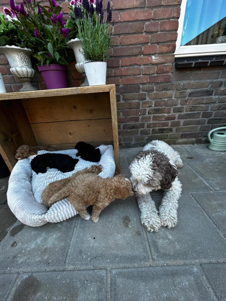 Super knappe mini doodles, Dieren en Toebehoren, Poedel, 8 tot 15 weken, Parvo, Meerdere