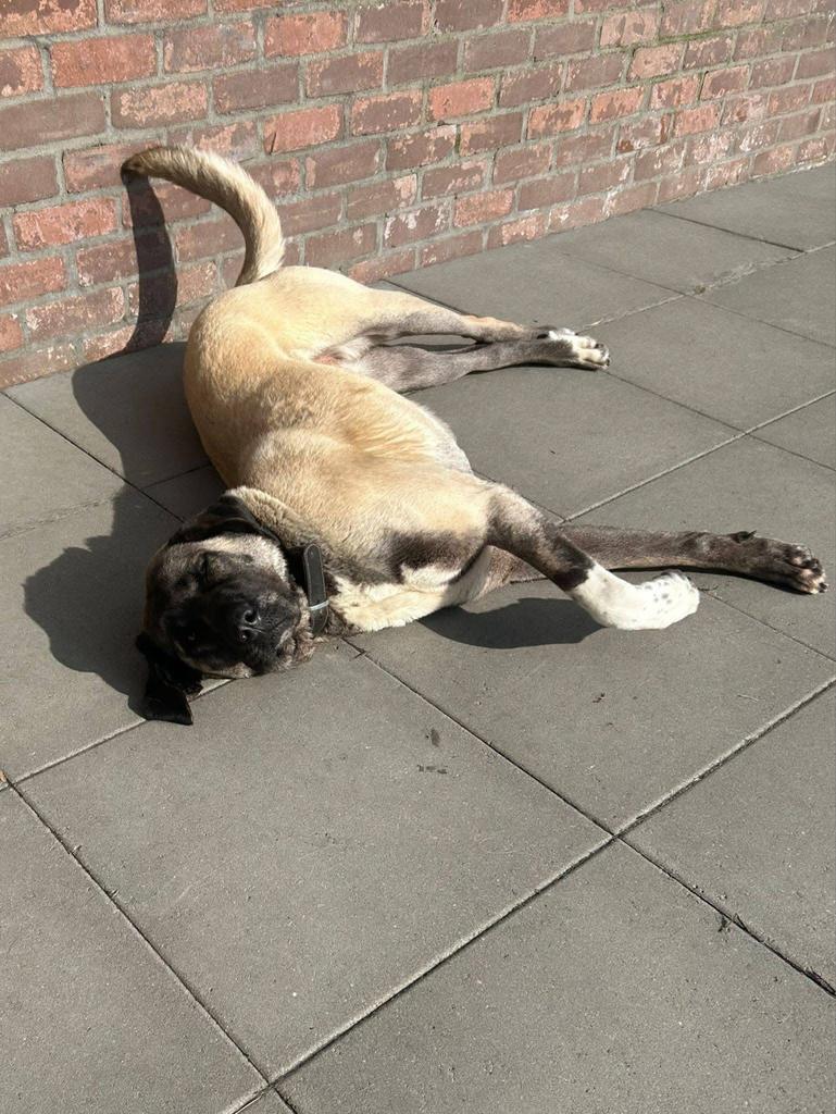 Kangal, Anatolische of Turkse herder teef, Teef, Parvo, Eén hond, 3 tot 5 jaar
