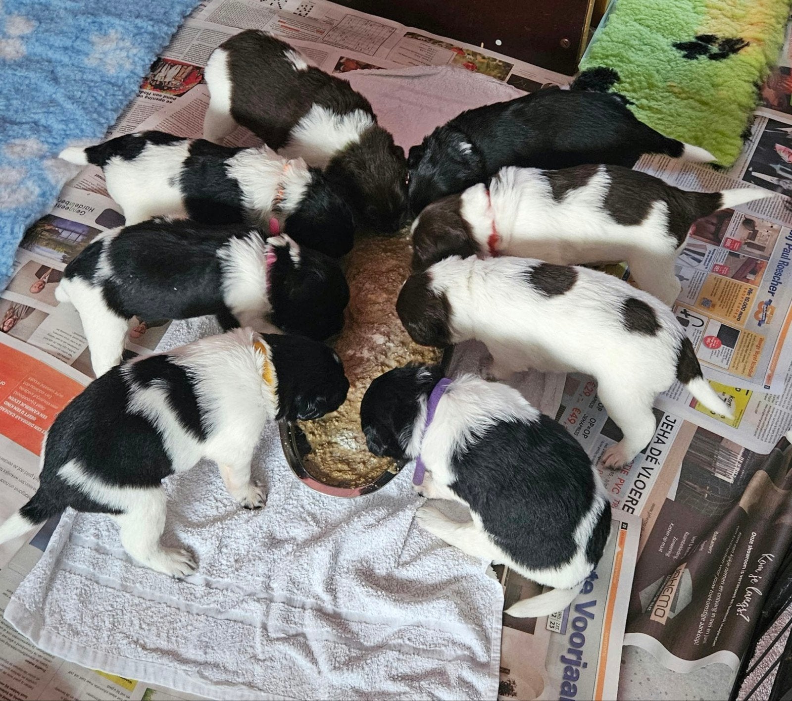 friesse stabij puppy's nog 2 beschikbaar (zie foto's ), 8 tot 15 weken, Meerdere, Meerdere dieren, CDV (hondenziekte)