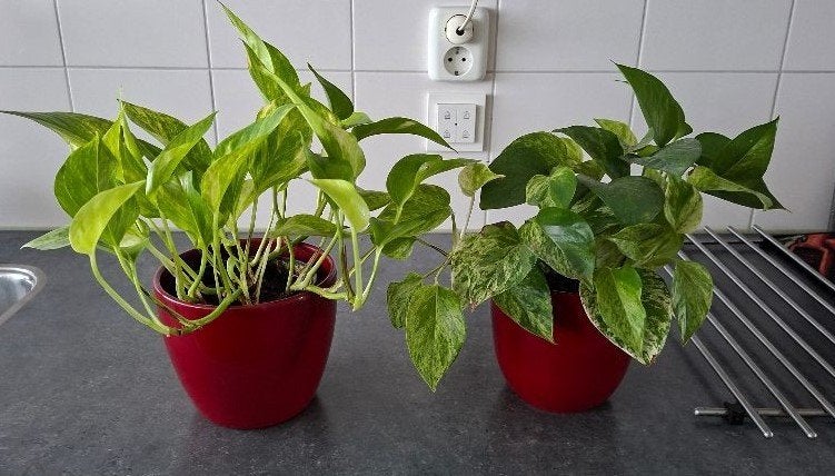 2 klimplanten, Tuin en Terras, Ophalen, Vaste plant, Overige soorten, Halfschaduw