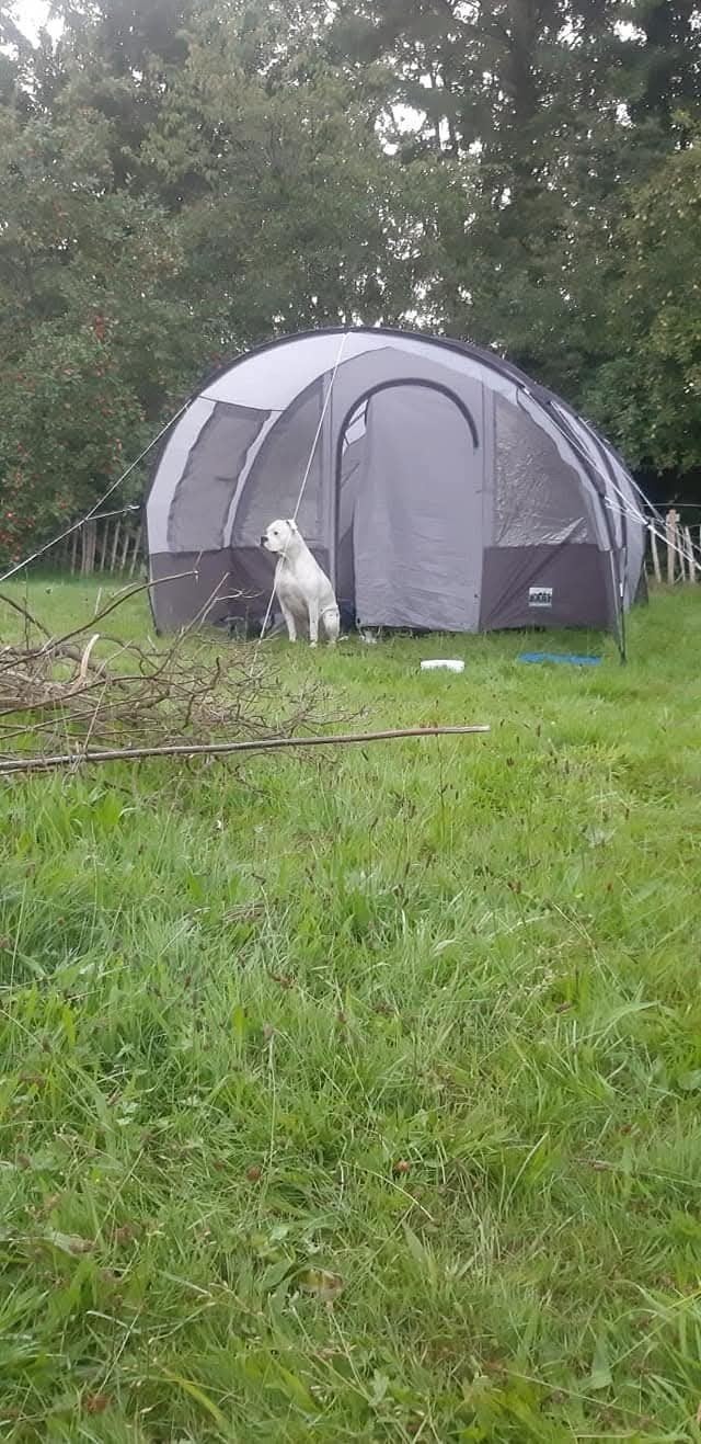 Nette 4 persoons tent van Bart Outdoor, Ophalen, Gebruikt, Tot en met 4