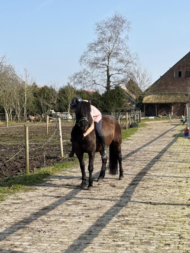 SUPER LEUKE GRAPIGE PONY!!, Dieren en Toebehoren, Merrie, D pony (1.37m tot 1.48m), 7 tot 10 jaar