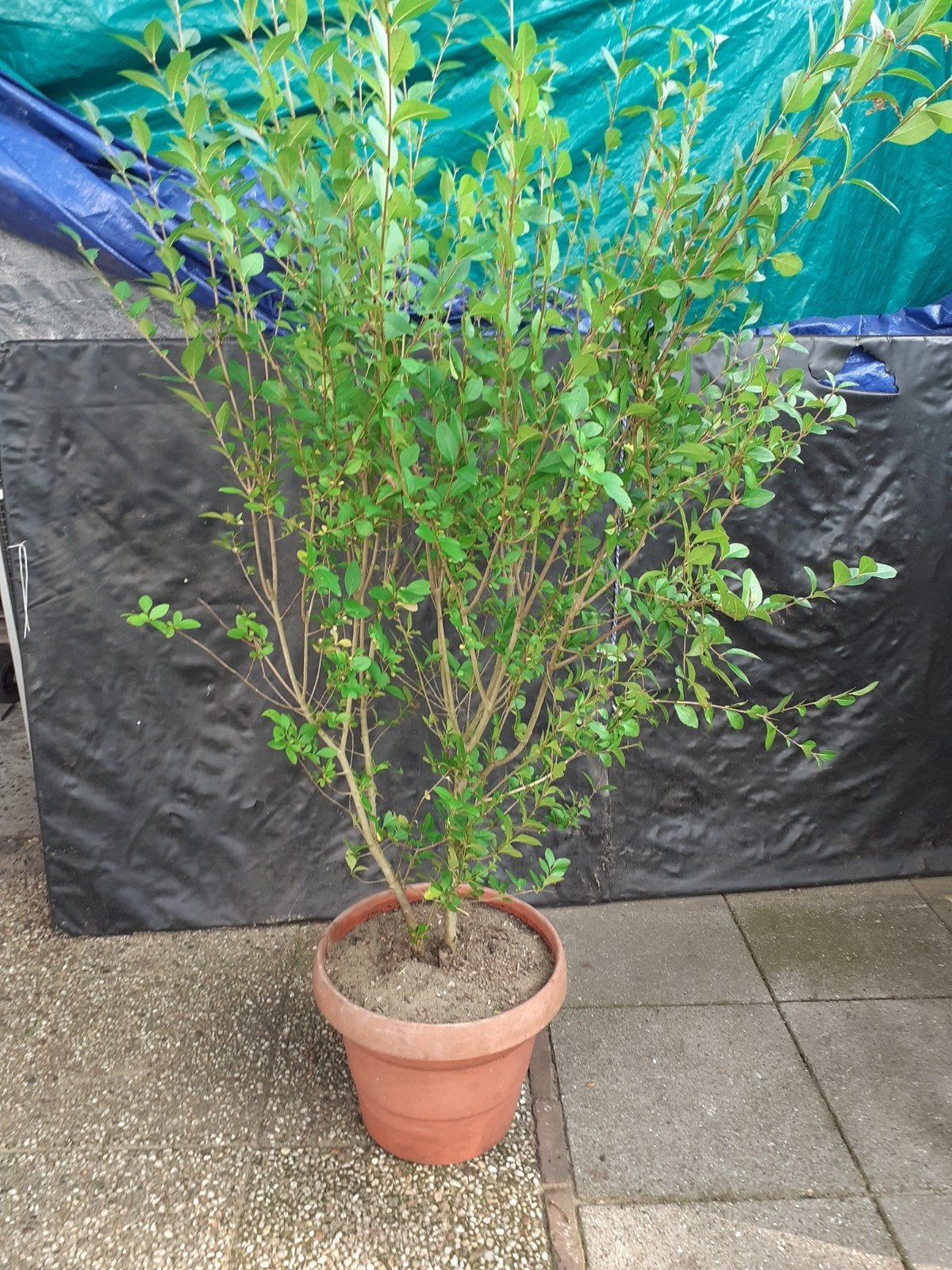 Grote liguster Haag plant  ca. 2 m, Tuin en Terras, Ophalen, Liguster, Haag, 100 tot 250 cm