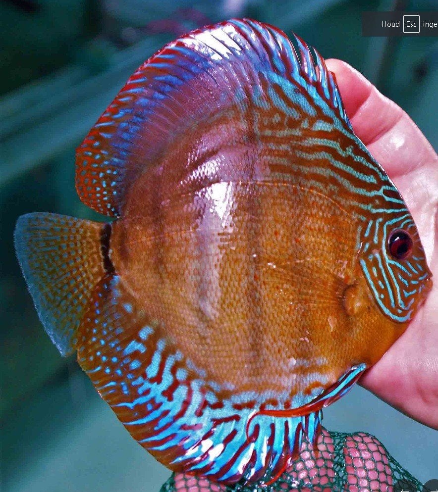 Discus Emperor Cooper ca 8 cm - siner - Koidream Valburg