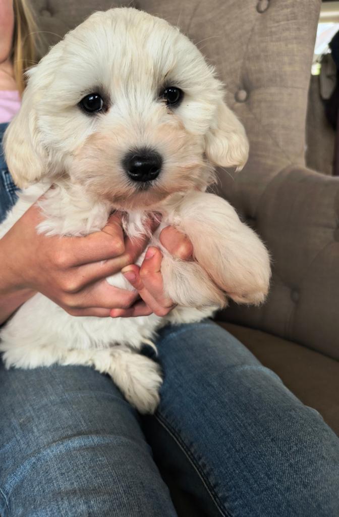 2 zeer lieve pups (reutjes) te koop!, 8 tot 15 weken, Parvo, Meerdere, Nederland