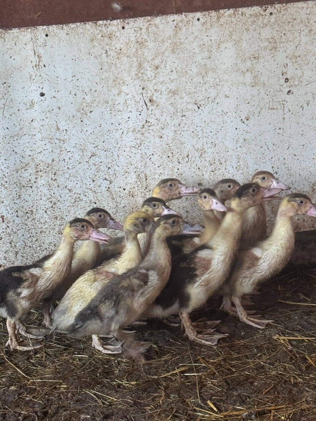Eenden kuikens muskus/ kaapse eend, Geslacht onbekend, Eend
