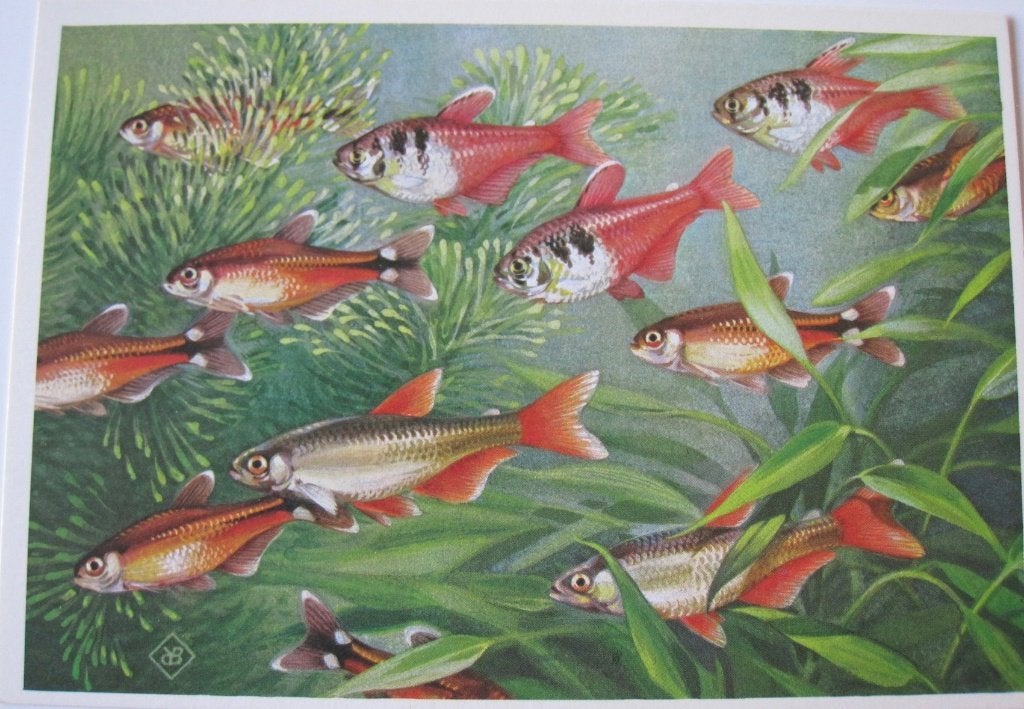 voor het kind - koperzalm - roodvinzalmpjes en rode rio 1977, Verzamelen, Ansichtkaarten | Dieren, Verzenden, 1960 tot 1980, Ongelopen