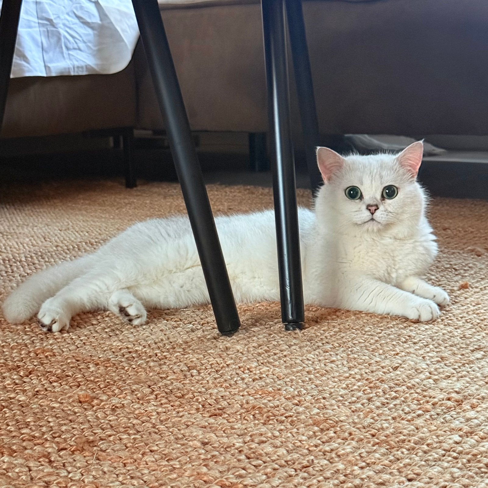 Britse Korthaar 4 Jaar Oud, Dieren en Toebehoren, Kater, 3 tot 5 jaar