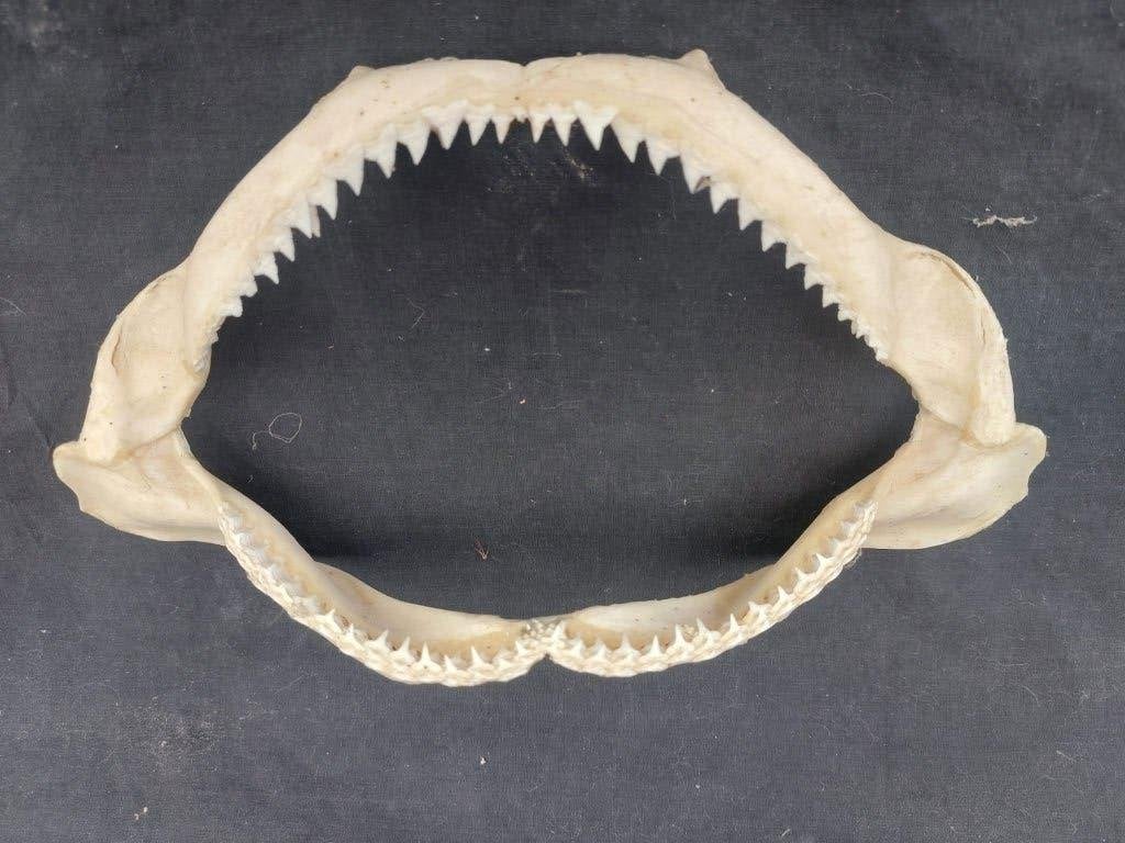 Haaienkaak, 30 x 16 cm, Verzamelen, Ophalen of Verzenden, Nieuw, Overige soorten, Gewei of Kop