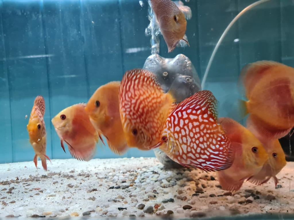 Pigeon Red Checkerboard Discus, Sympysodon Discus, Dieren en Toebehoren, Vissen | Aquariumvissen, Vis, Zoetwatervis