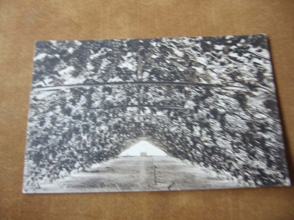 S, GRAVENZANDE  =  DRUIVENKAS   BRIEFKAART, Verzenden, 1920 tot 1940, Gelopen, Zuid-Holland