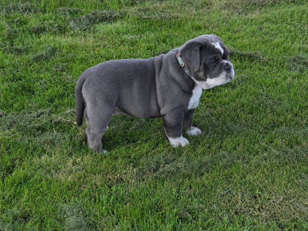 Prachtige new english bulldog reu, Dieren en Toebehoren, Parvo, Reu, 8 tot 15 weken, Bulldog
