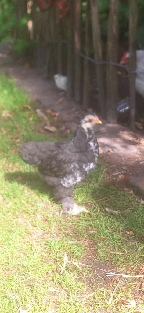 Brahma kuiken, Dieren en Toebehoren, Pluimvee, Geslacht onbekend, Kip
