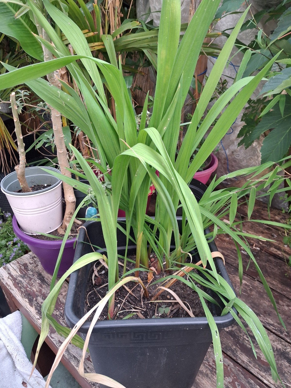 Pot met gladiolen, Ophalen, Overige soorten, Volle zon
