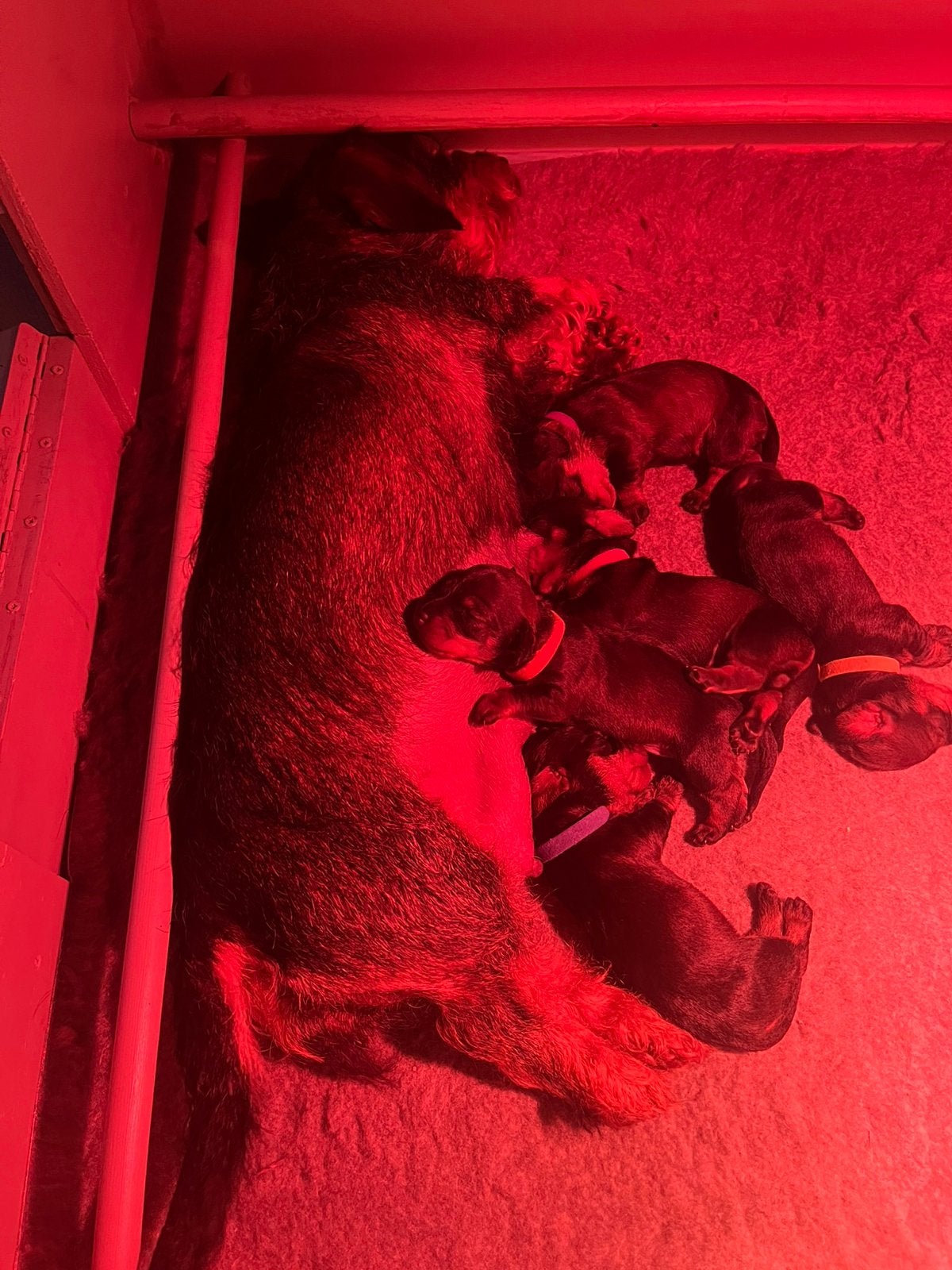 Ruwharige Teckel pups (middelmaat), Standaard, 8 tot 15 weken, Parvo, Meerdere