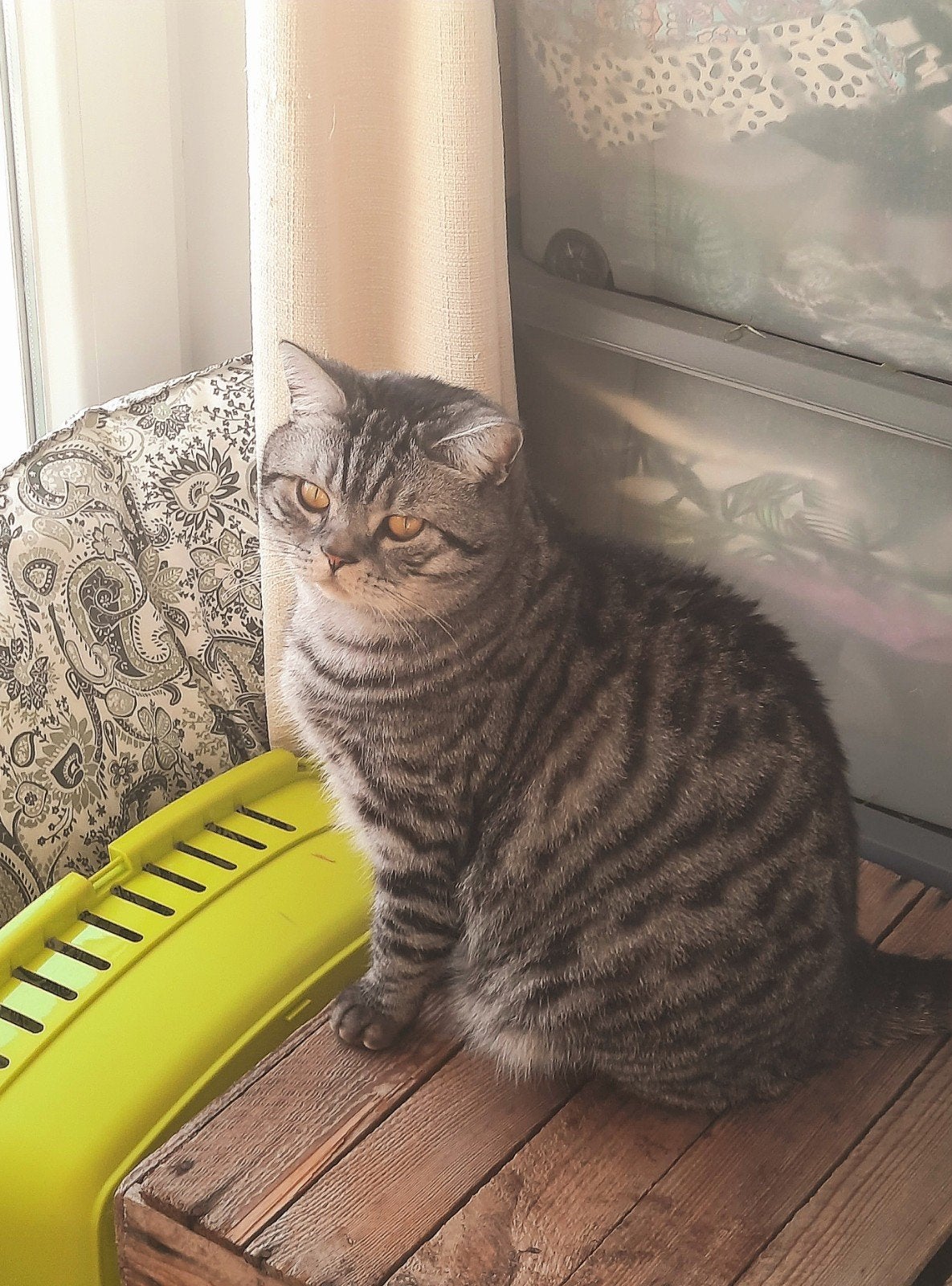 Brits Korthaar gecastreerde kater 3j., Dieren en Toebehoren, Kater, Kortharig, 3 tot 5 jaar