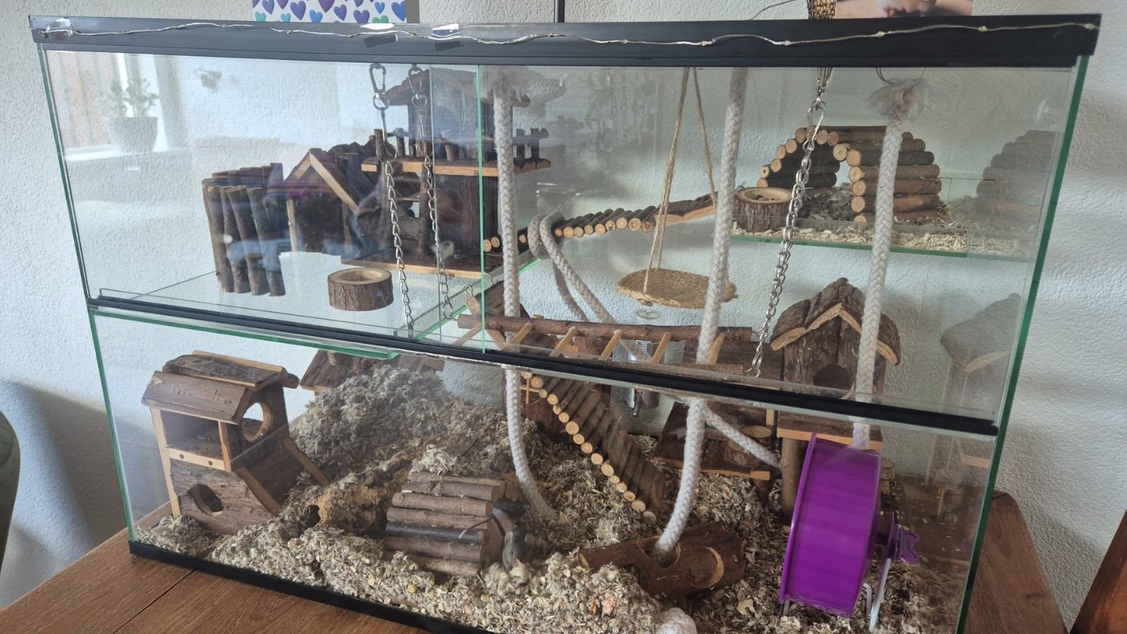 Een terrarium, Dieren en Toebehoren, Ophalen, Gebruikt
