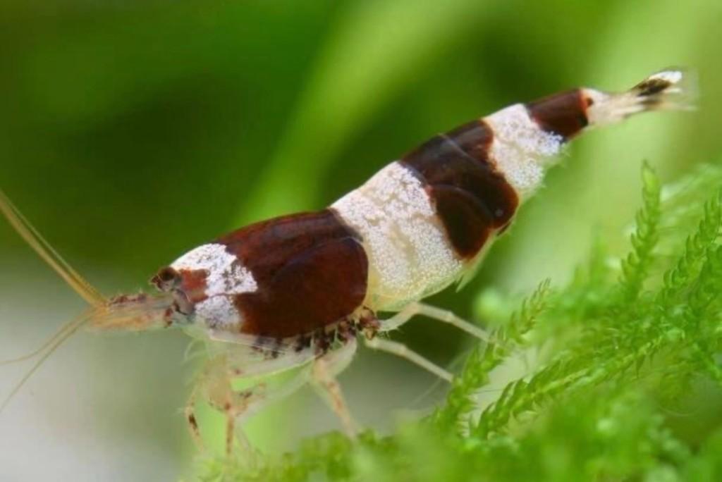 Crystal Black garnaal 4,95 euro (10 voor 40 euro), Dieren en Toebehoren, Vissen | Aquariumvissen, Kreeft, Krab of Garnaal, Zoetwatervis