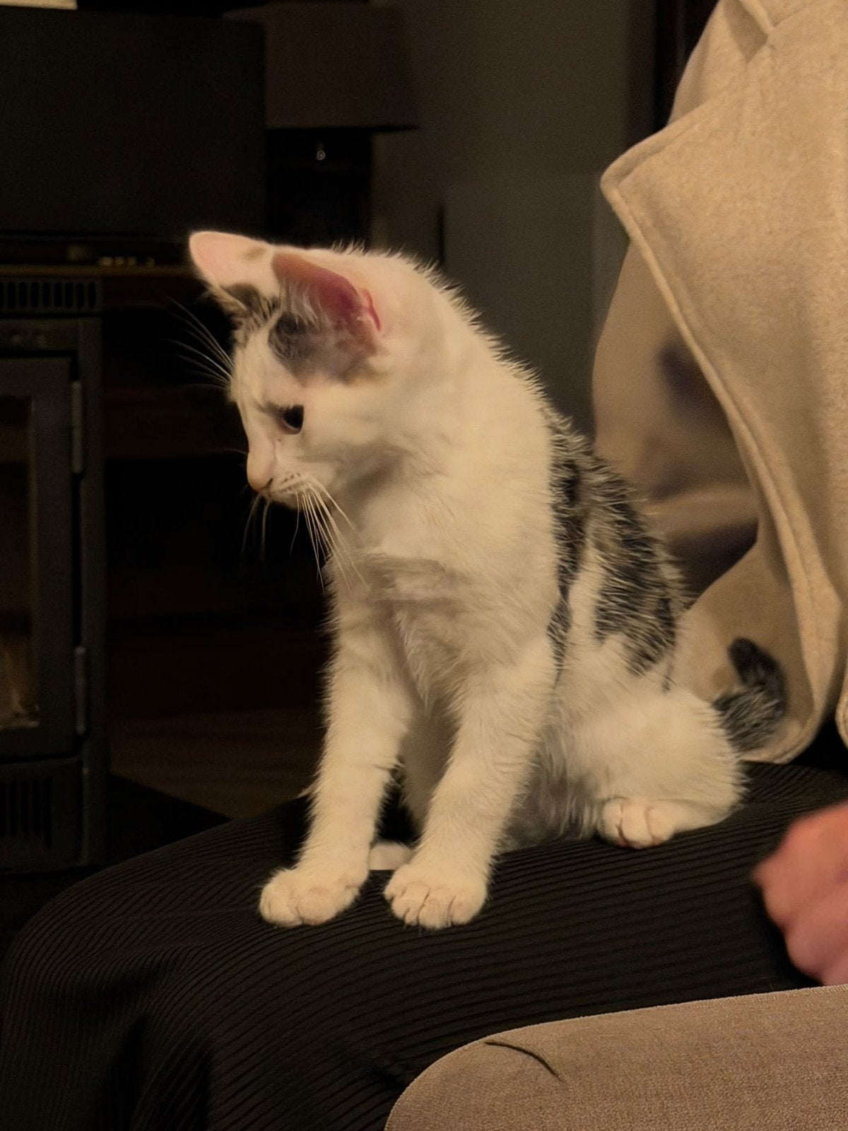 Liefe zomerkittens, Dieren en Toebehoren, Meerdere dieren, Ontwormd