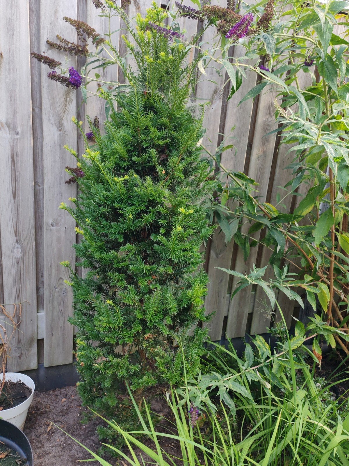 Taxus - Taxus canadensi, Ophalen, Taxus, Haag, 100 tot 250 cm