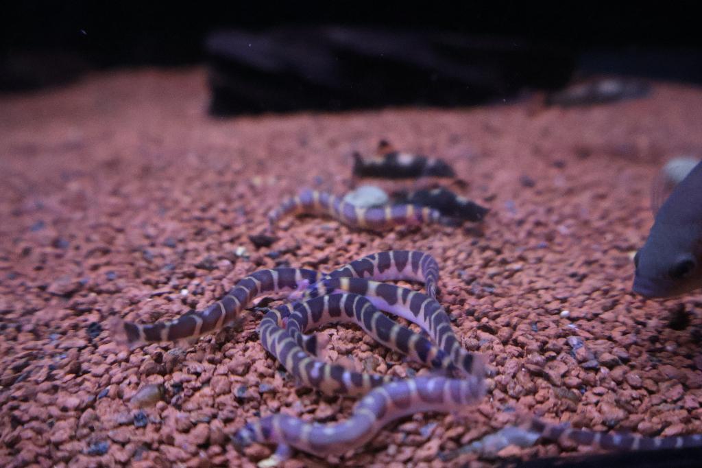 Indische Modderkruiper, Dieren en Toebehoren, Vis, Zoetwatervis
