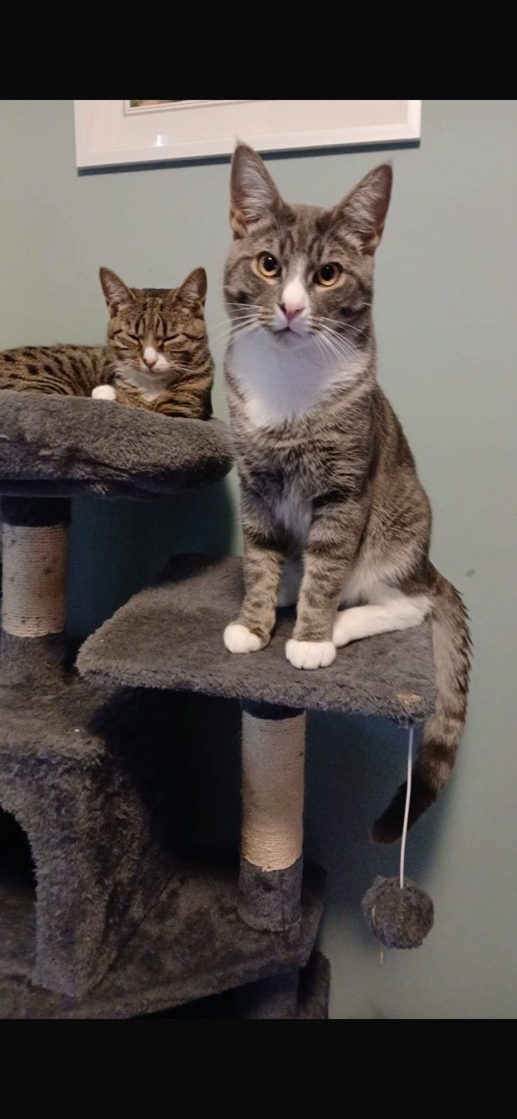 Lieve tijdelijke oppas gevraagd, Dieren en Toebehoren, Kater