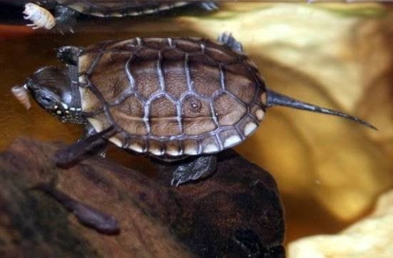 Moerasschildpadden varanen leguanen gezocht, Dieren en Toebehoren, Ophalen of Verzenden