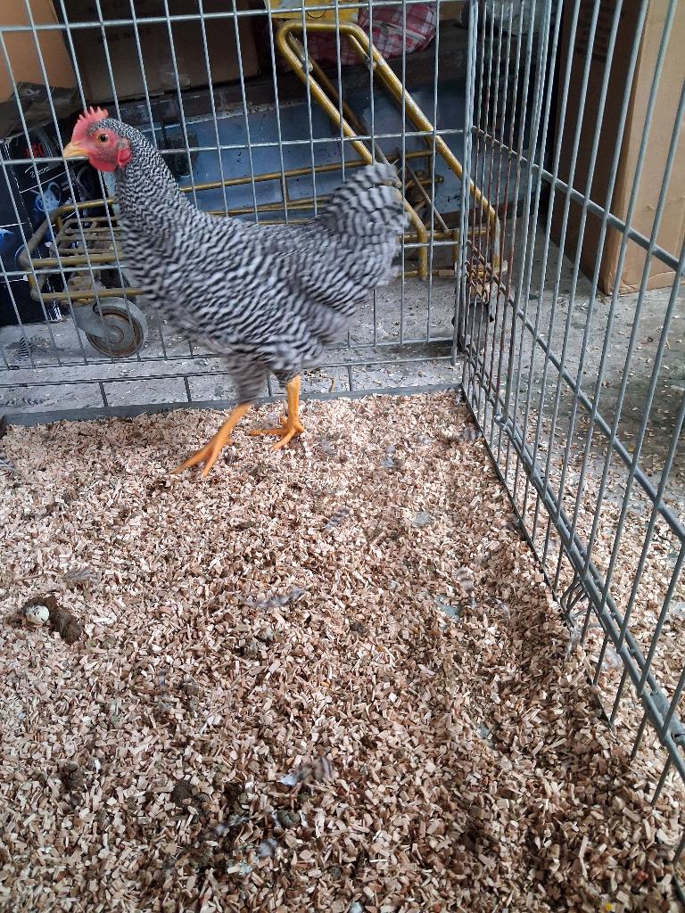 amrock kriel haan, Dieren en Toebehoren, Mannelijk, Kip