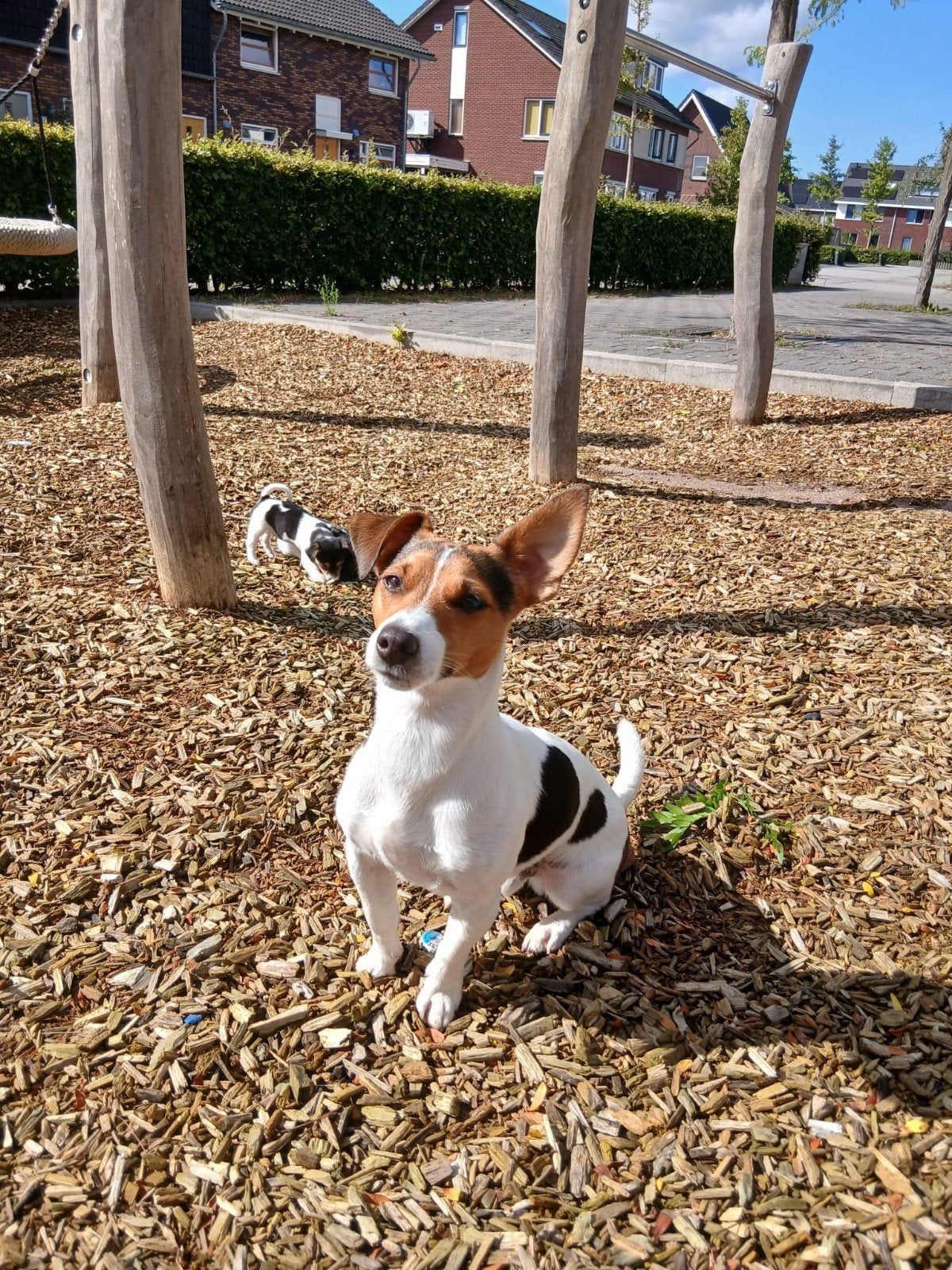 puppies jack Russen mogen weg van af vandaag, Dieren en Toebehoren, Honden | Jack Russells en Terriërs, Jack Russell Terriër, 8 tot 15 weken