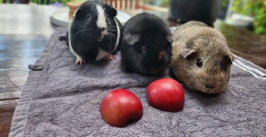 Cavia zeugjes, Dieren en Toebehoren, Cavia, Vrouwelijk, Mei, Tam