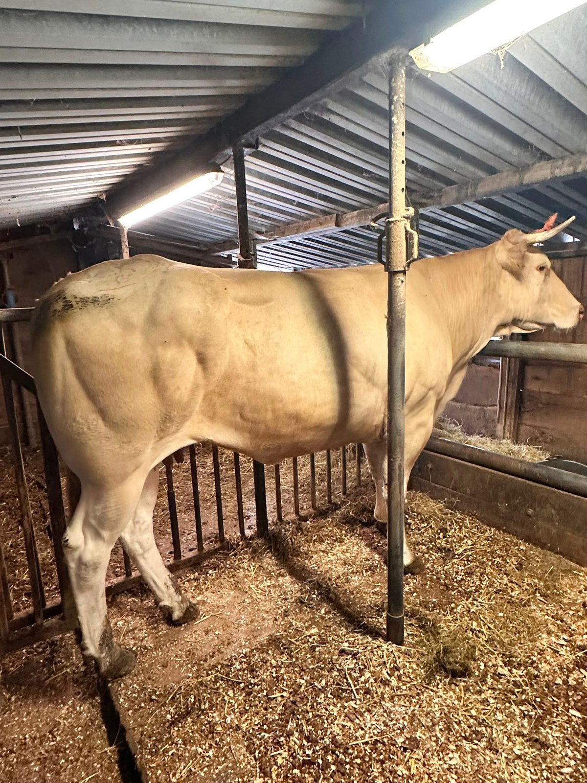 Blonde stamboek koe, Meerdere dieren