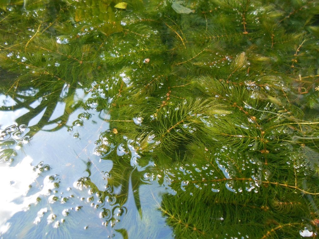 hoornblad vijverplanten Volle emmer (5L), Tuin en Terras, Vijvers, Ophalen, Nieuw