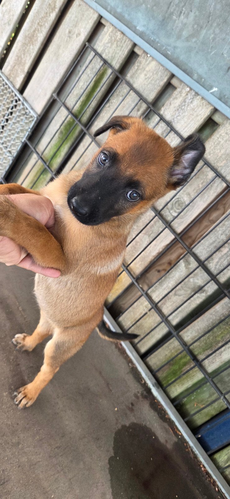 mechelse herder, Reu, 8 tot 15 weken, Parvo, Eén hond