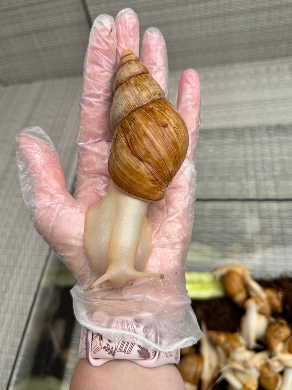 25 afrikaanse reuzenslakken Achatina fulica jadatzi, Overige soorten, Met terrarium, 0 tot 2 jaar
