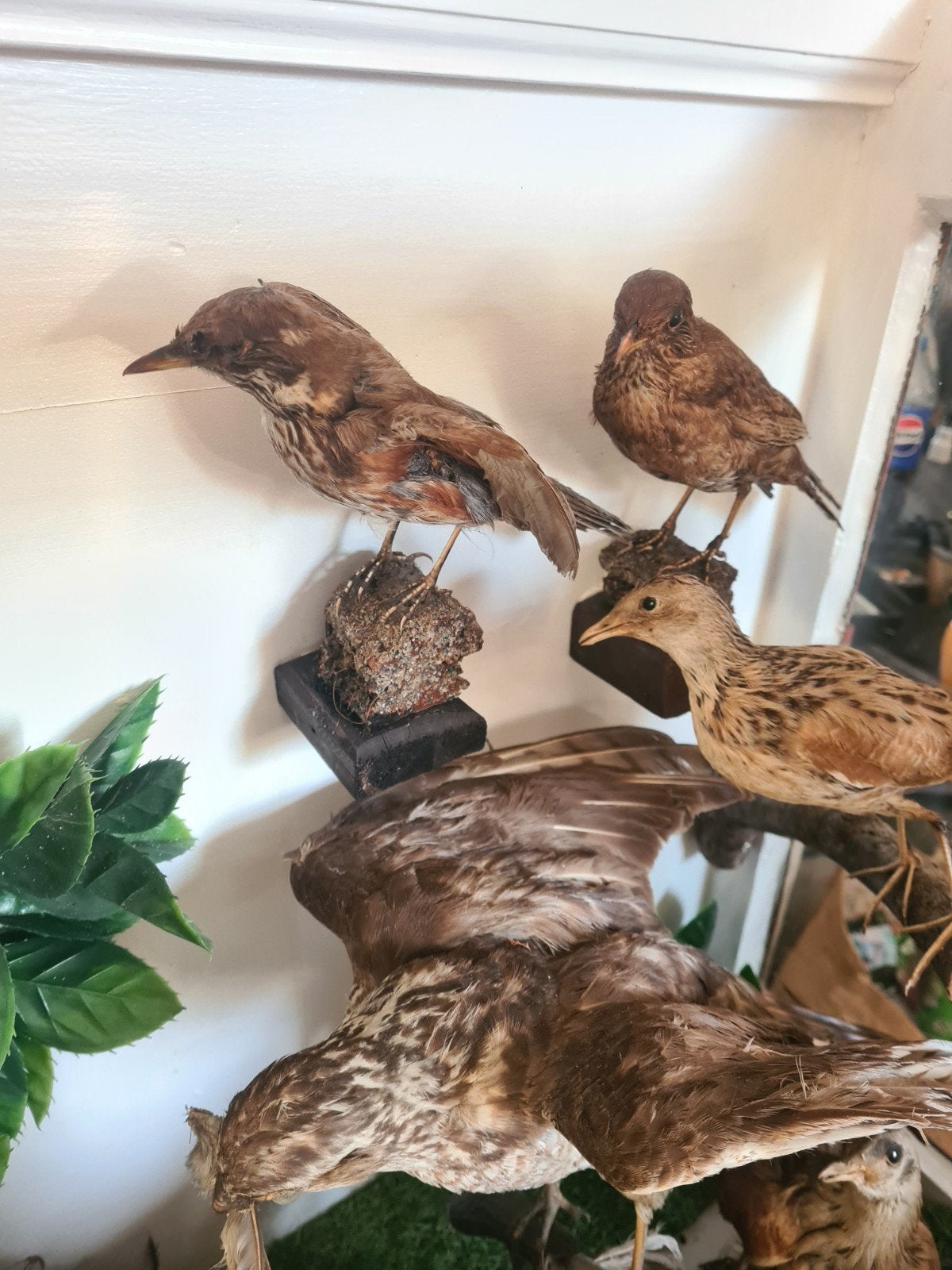 Unieke Vitrine met Opgezette Vogels en Dieren, Ophalen, Gebruikt, Vogel, Opgezet dier