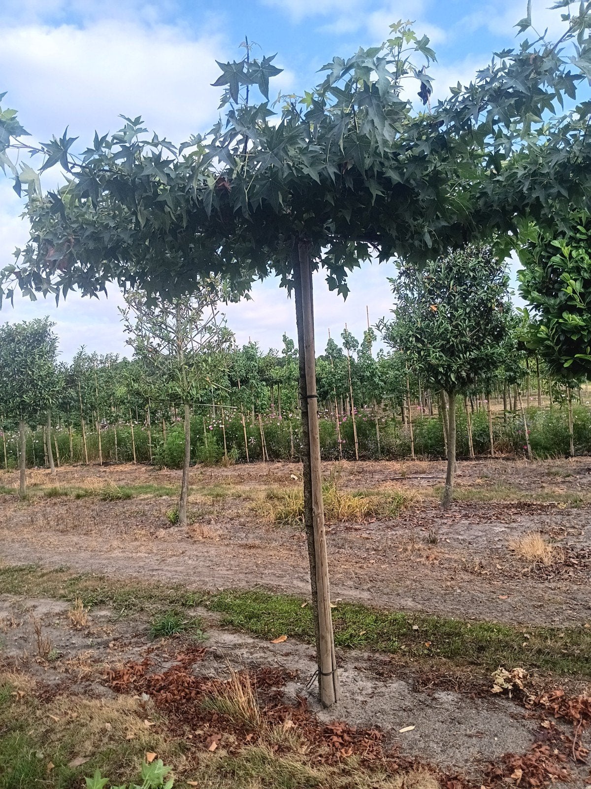 Prachtige Dakboom - Ideaal voor schaduw en sfeer, Tuin en Terras, Planten | Bomen, Volle zon, Bloeit niet, Ophalen of Verzenden