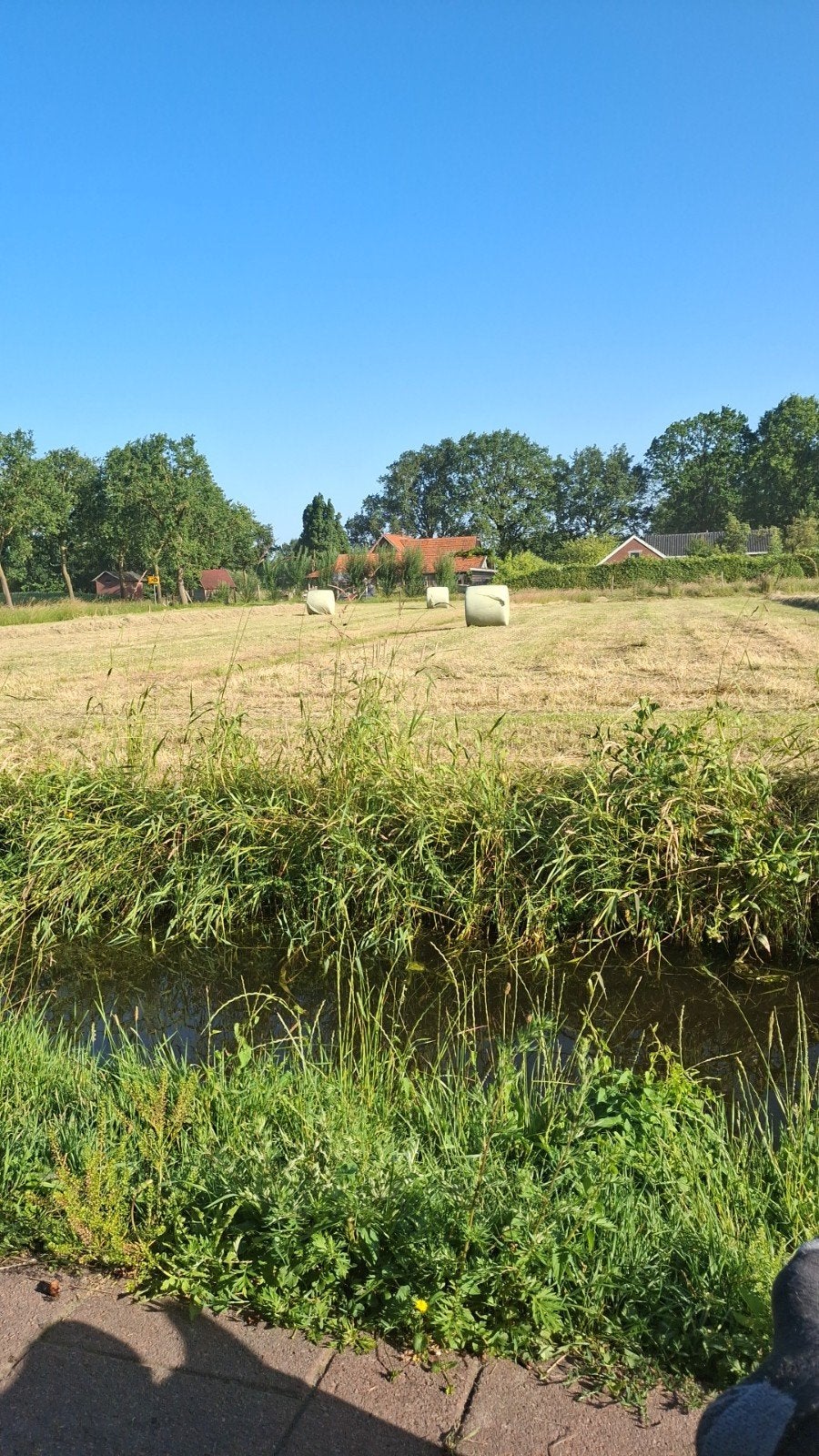 Grote dikke balen hooi - 8 stuks, vers geperst, Dieren en Toebehoren, Dierenvoeding, Ophalen