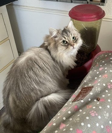 Lieve solid Blue lynx Ragdoll beschikbaar, Poes, Gechipt, 3 tot 5 jaar