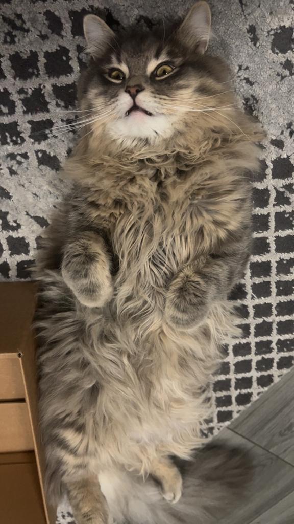 Prachtige Pluizige Ragdoll / Britse Korthaar Kater, Dieren en Toebehoren, Meerdere dieren