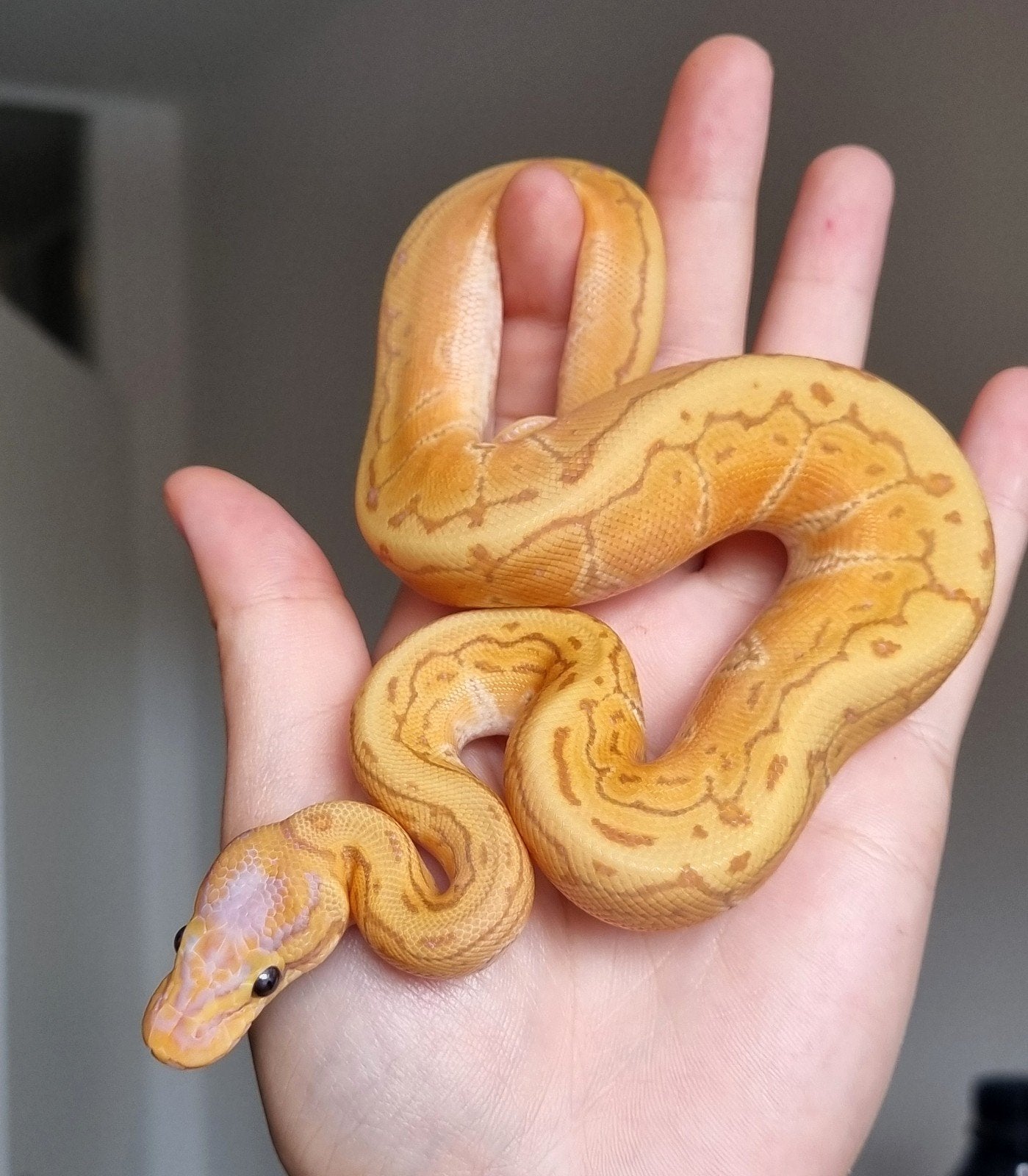 1.0 banana special enchi pinstripe het piebald koningspython, Dieren en Toebehoren, Slang, 0 tot 2 jaar