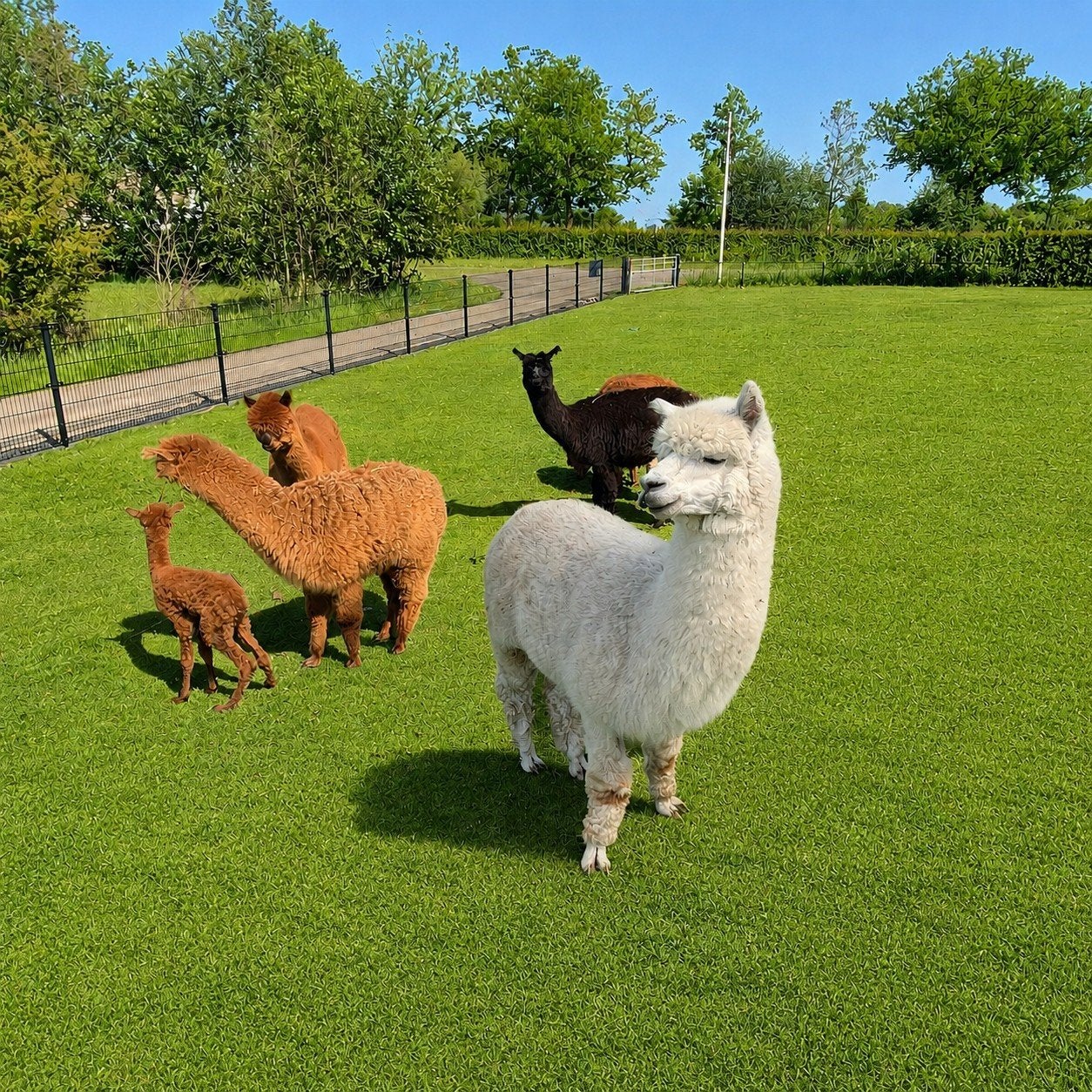 Alpaca wol, Ophalen of Verzenden, Nieuw, Spinwol