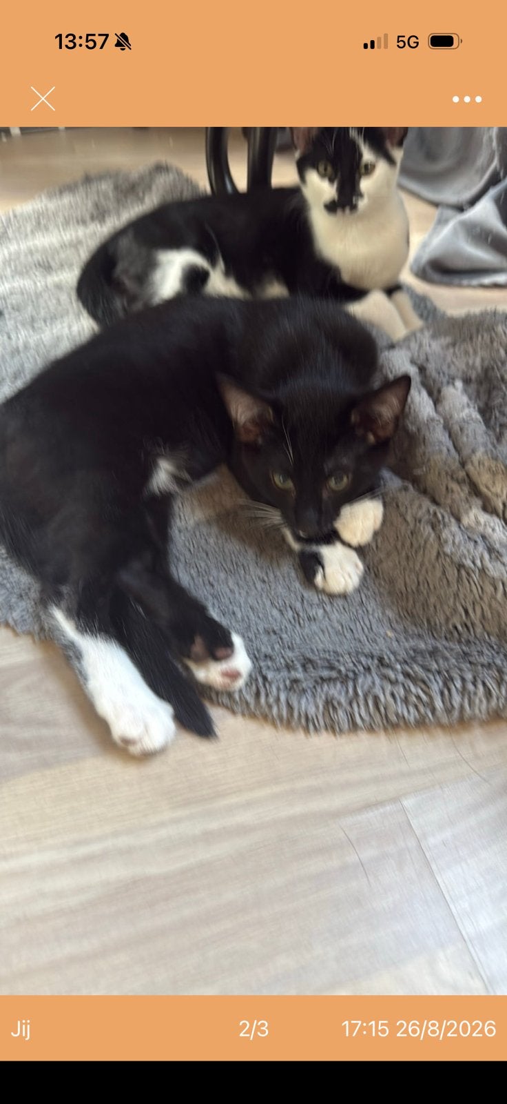Gratis kitten. Vier maanden oud., Dieren en Toebehoren, 0 tot 2 jaar