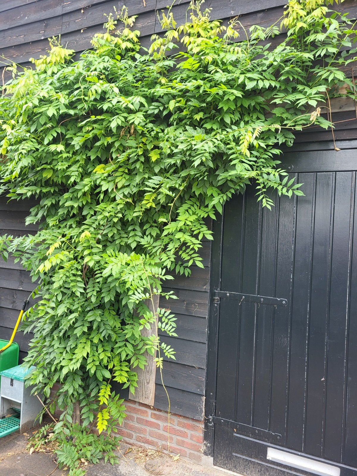 Grote blauwe regen (Wisteria) - klimplant - 2,5 meter hoog, Ophalen, Volle zon, Vaste plant, Klimplanten