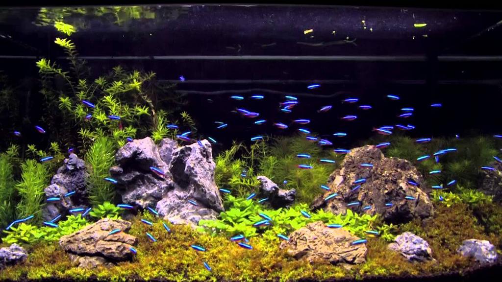 Kardinaal tetra, Vis